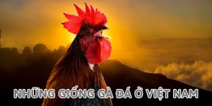 Những giống gà đá ở Việt Nam